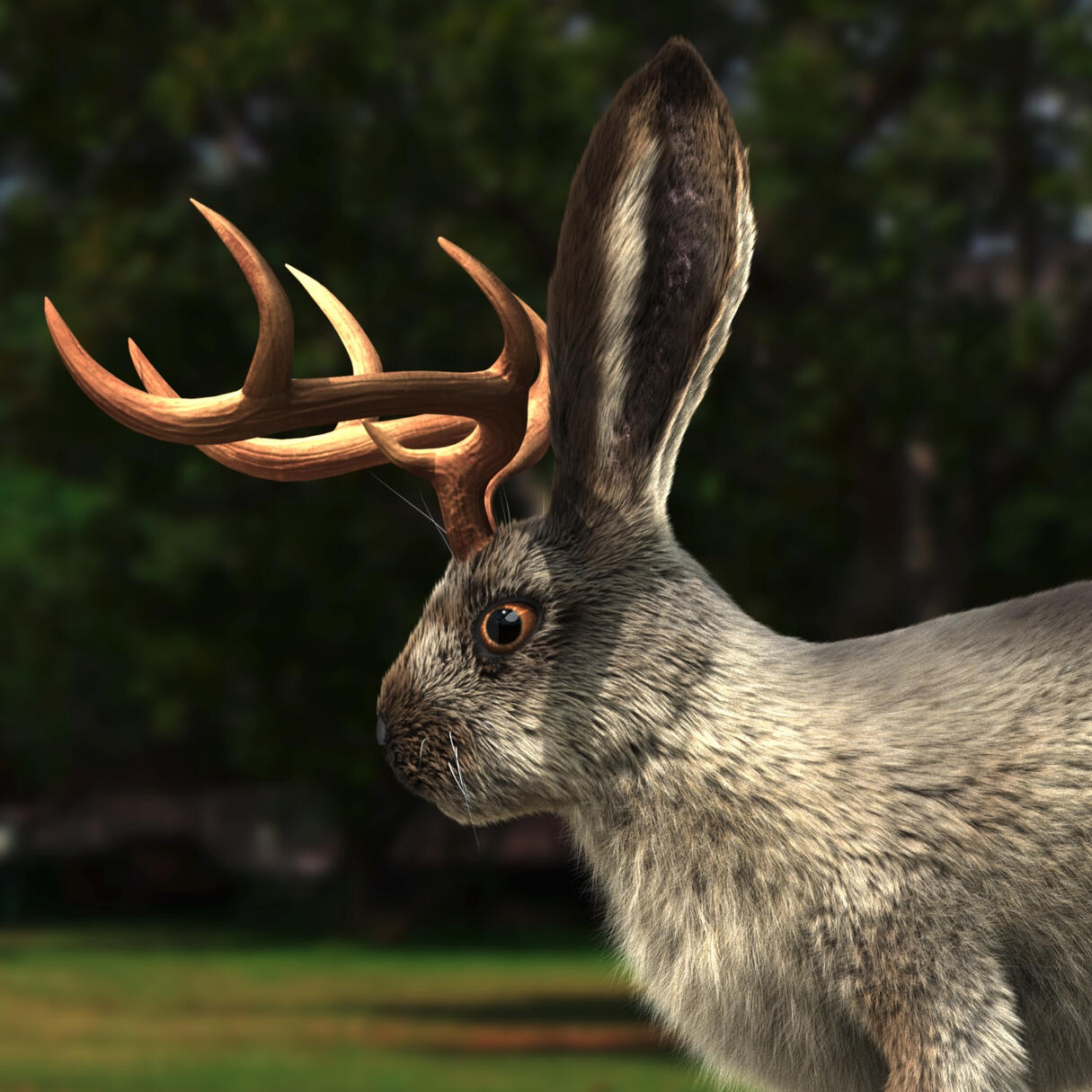 Jackalope Asset